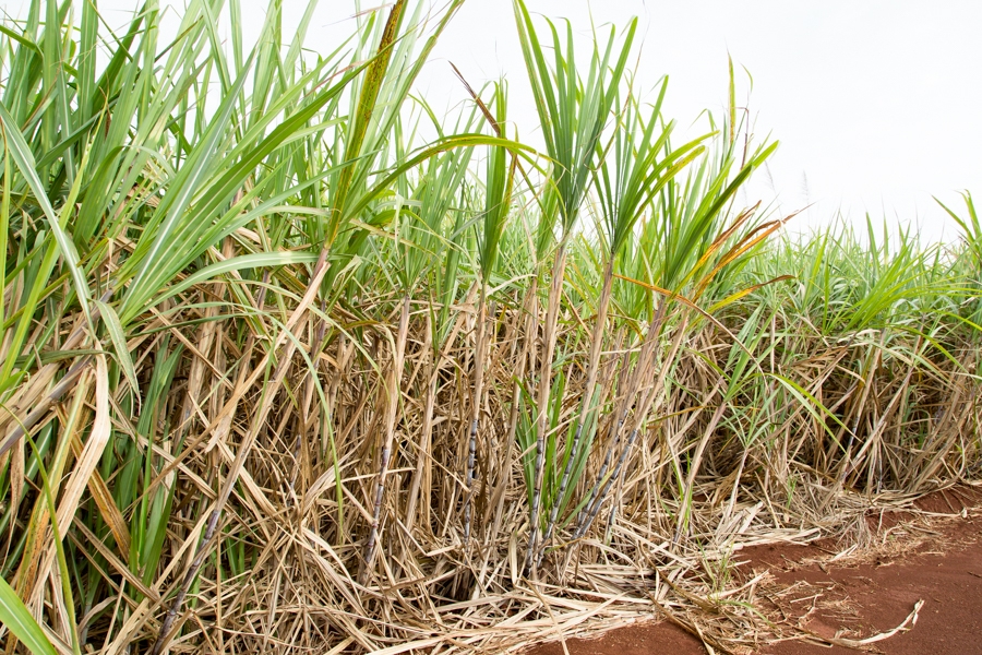 Menor espaçamento entrelinhas no plantio da cana-de-açúcar pode gerar maior produtividade