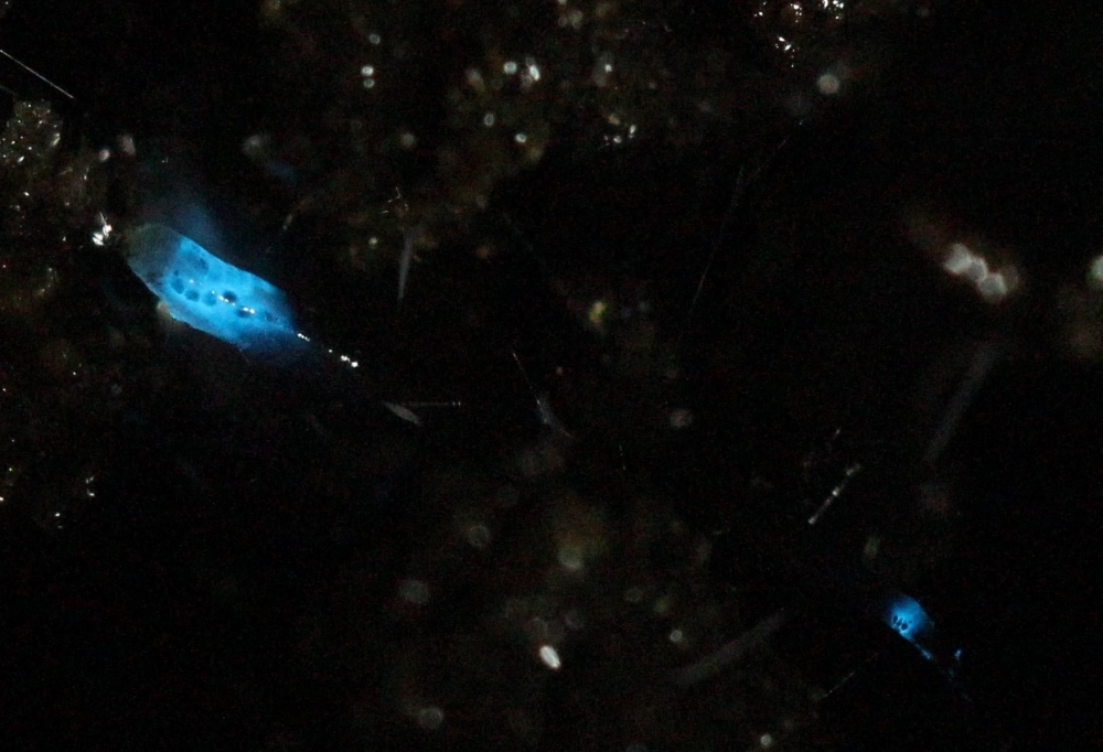 Brasileiros começam a desvendar sistema bioluminescente de mosquito norte-americano