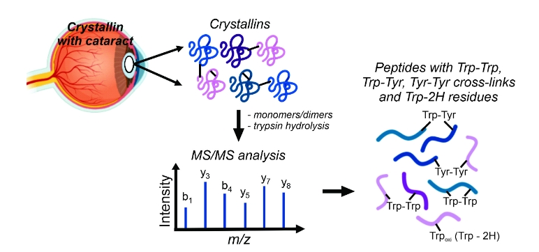 Identificadas novas modificações proteicas em cristalino humano com catarata