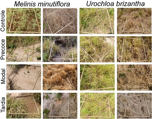 Invasive grasses threaten survival of Brazilian savanna