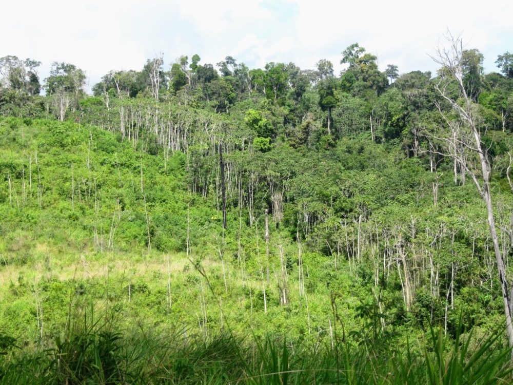 Regenerated forests offset 12% of carbon emissions due to deforestation in Brazilian Amazon in 33 years