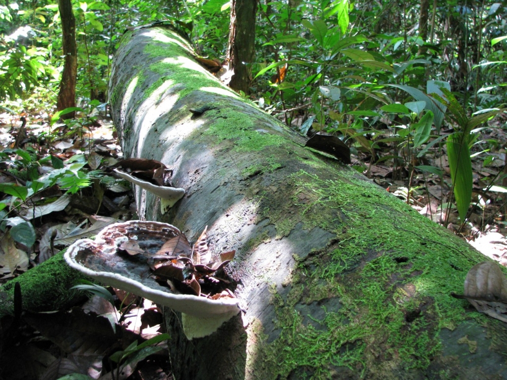 Redução da vida útil das árvores em florestas poderá neutralizar ganhos com sequestro de CO2