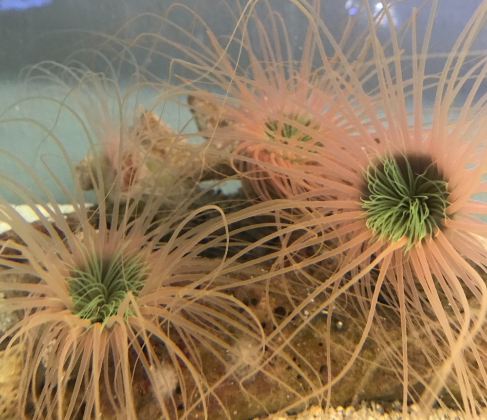 Tube-dwelling anemone toxins have pharmacological potential, mapping study shows