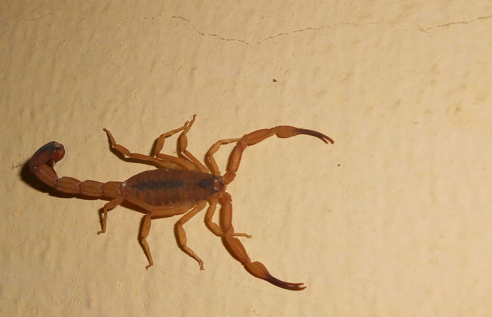 Bloqueio da inflamação induzida por peçonha de escorpião precisa ser imediato, diz estudo