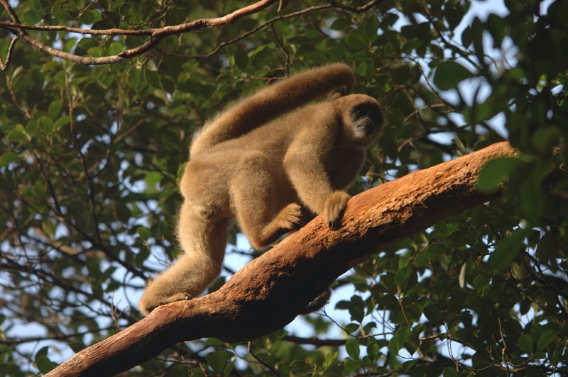 Estudos detalham impactos do declínio de populações de mamíferos na região neotropical