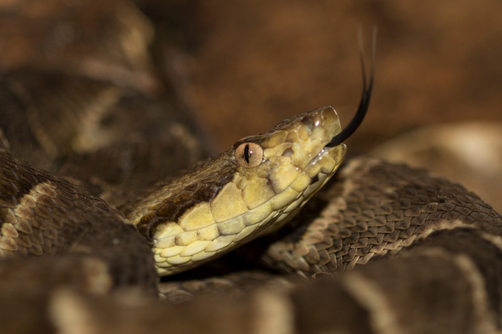 Venenos de serpente e de aranha da Amazônia têm potencial farmacológico