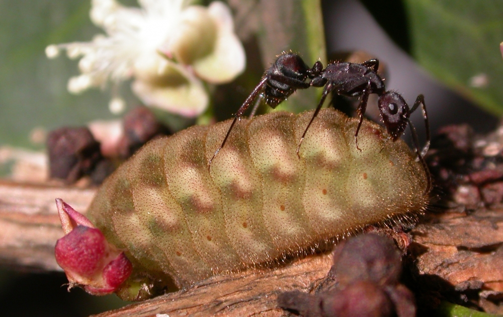 Lagartas-formigueiras usam camuflagem química ou recompensas doces para se proteger de formigas