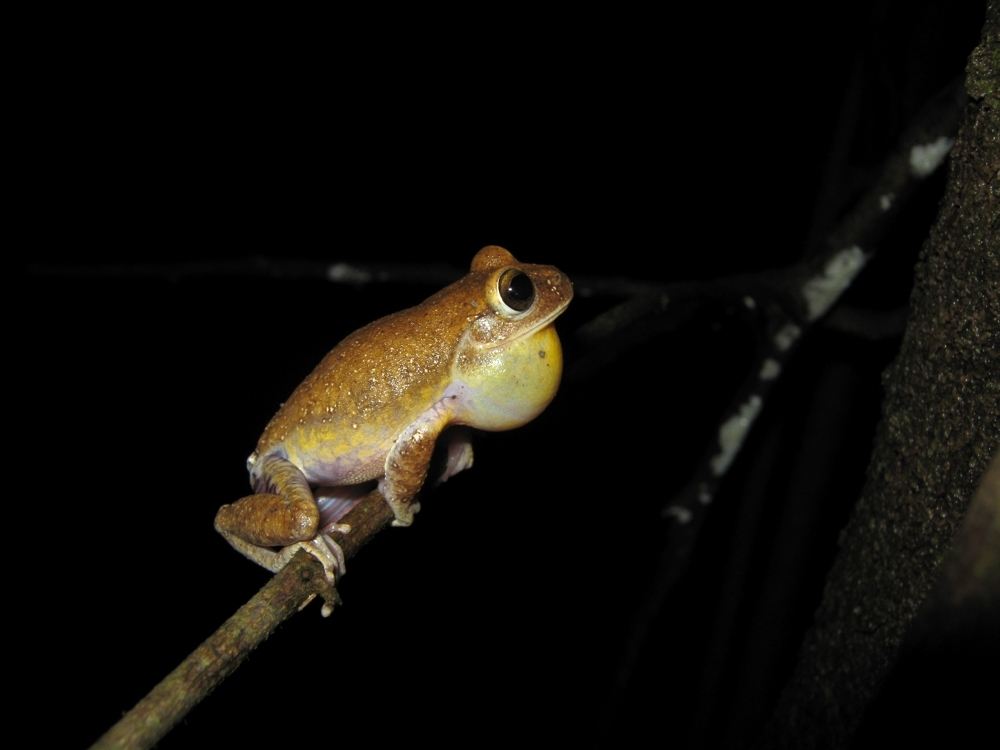In the Cerrado, topography explains the genetic diversity of amphibians more than land cover
