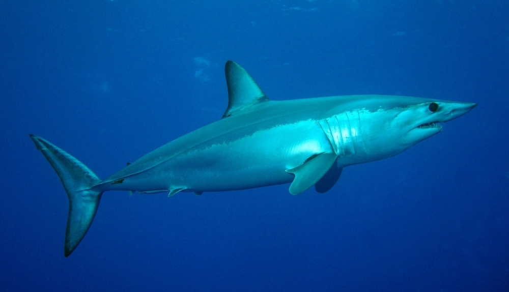 Genomic analysis of mako shark reveals genes relating to tumor suppression in humans