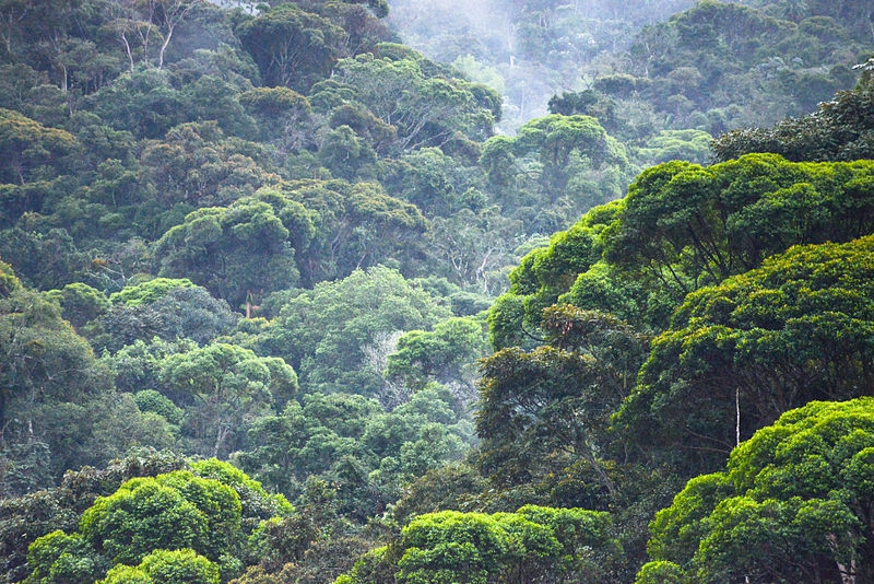 BIOTA-FAPESP comemora 20 anos subsidiando políticas públicas ambientais