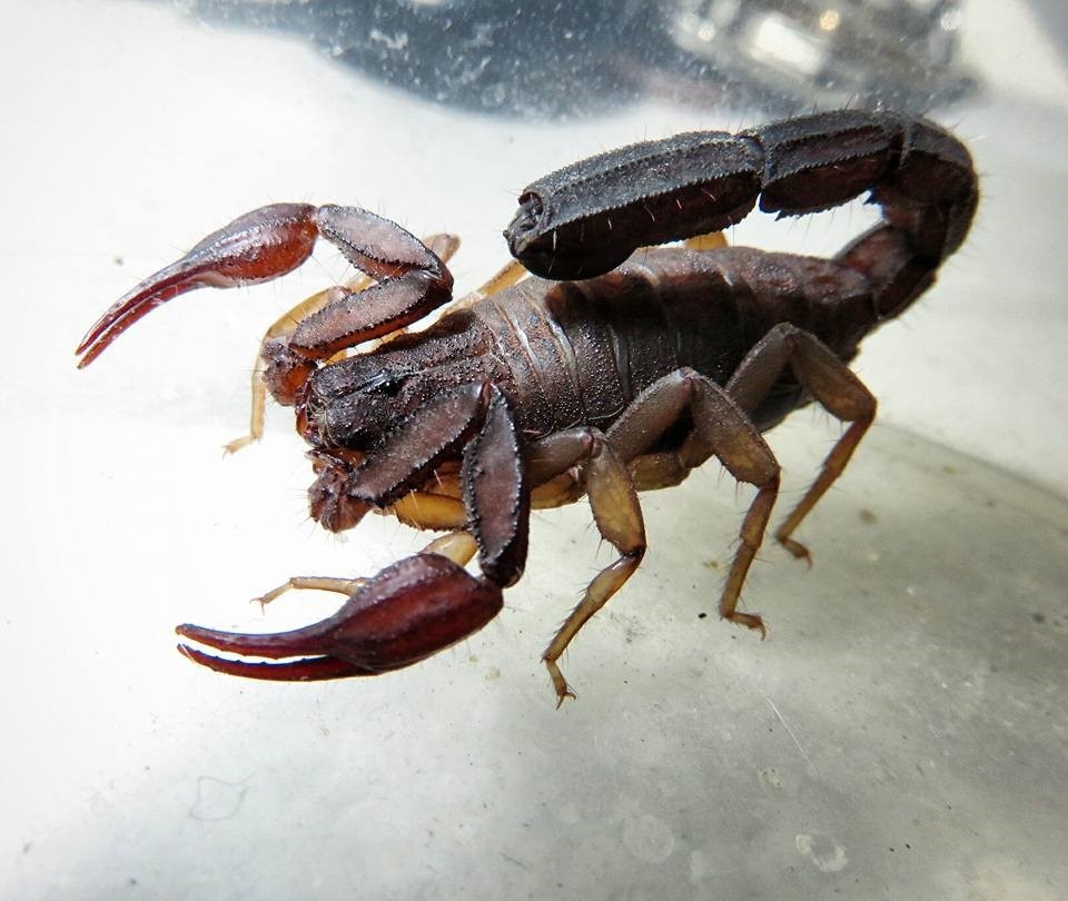 Enhanced scorpion venom molecules can be used to treat Chagas disease 