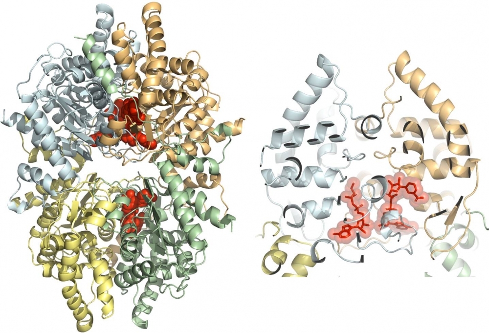 Research reveals structure of protein and permits search for drugs to combat neglected diseases
