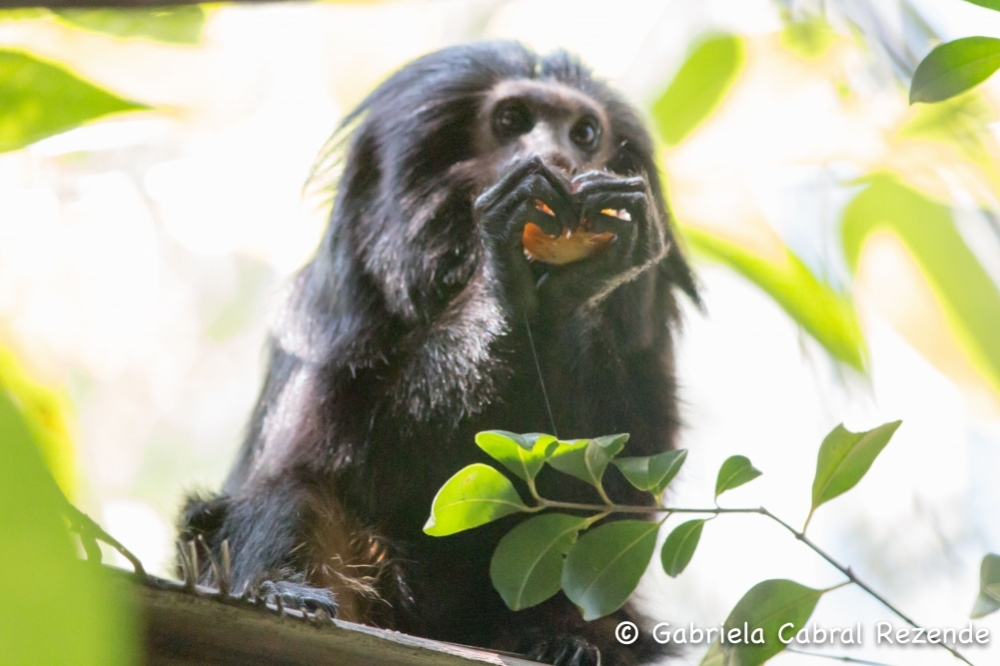 Novel method identifies areas most suitable for conservation of black lion tamarin