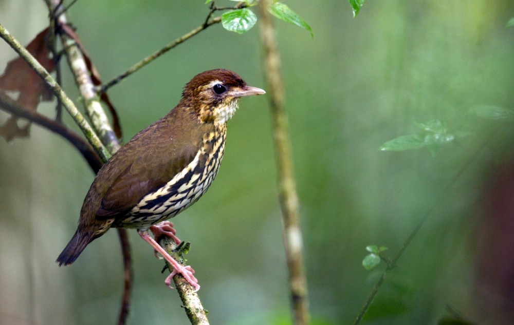 Taxa de formação de novas espécies de aves nas Américas é mais acelerada em regiões com menor diversidade