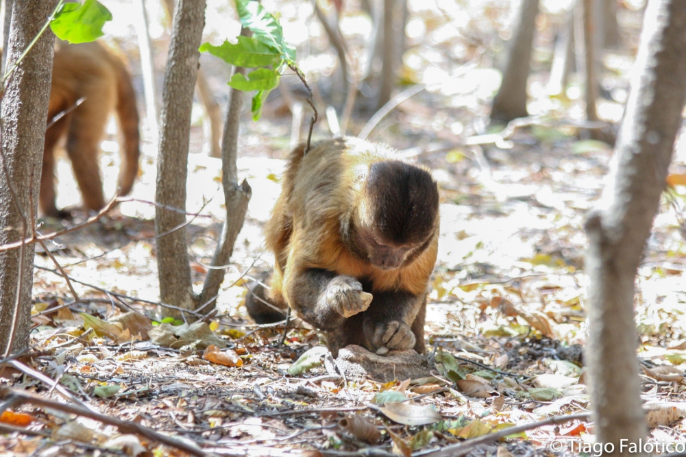 Comportamento de macacos-prego pode ser identificado por marcas deixadas em suas ferramentas