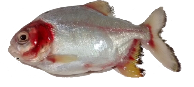 Desenvolvida a primeira linhagem de peixe sul-americano resistente a patógeno comum na piscicultura