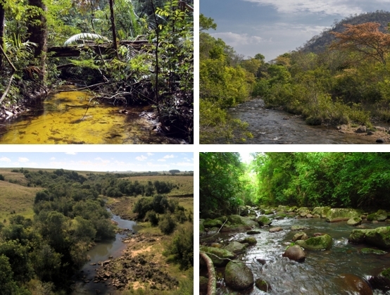Brazilian study estimates thresholds for protecting riparian zones to avoid aquatic biodiversity collapse