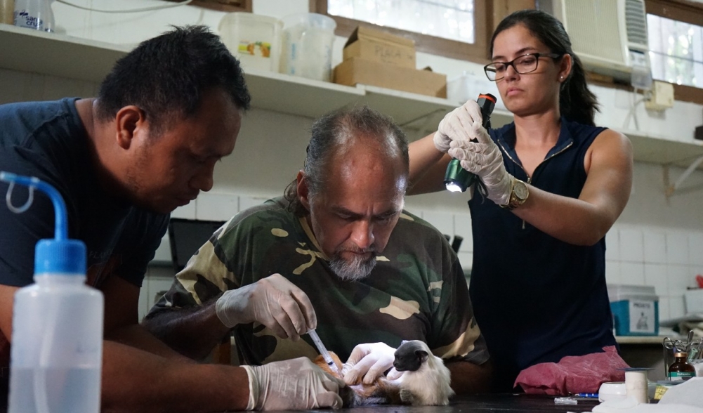 Grupo internacional  busca modelos capazes de prever epidemias de dengue, zika e febre amarela