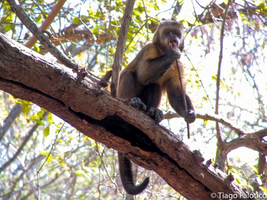 Behavior of wild capuchin monkeys can be identified by marks left on their tools 