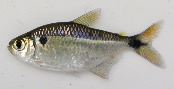 Instituto de Pesca desenvolve método mais barato de criação de lambari para isca viva