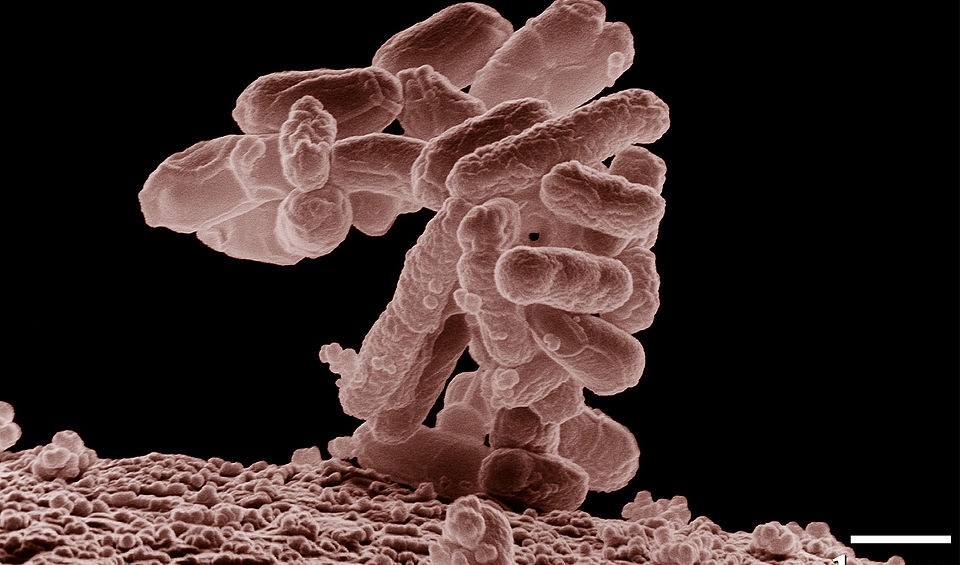 Competição entre bactérias em situação de escassez impede que mutantes adaptados ao meio prosperem
