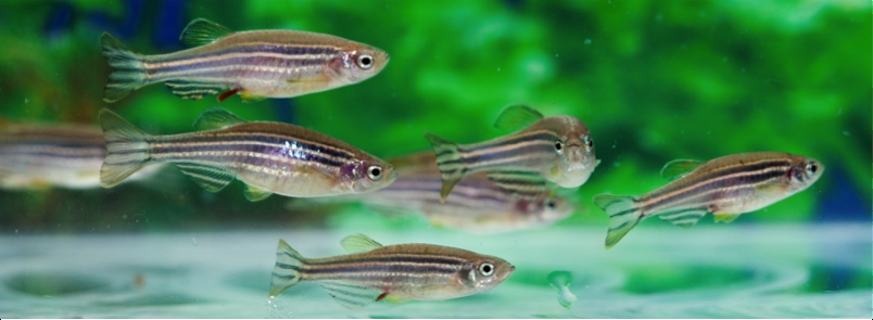 Molécula anti-inflamatória isolada de peixe venenoso revela-se segura em testes com animais