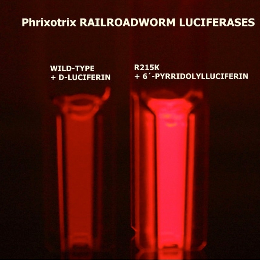 Brazilian researchers obtain more efficient red bioluminescence