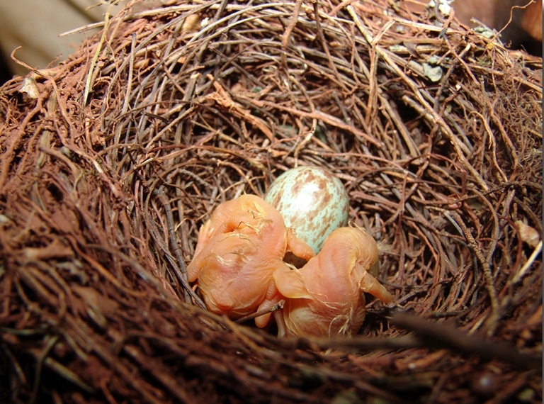 Estudo identifica Cerrado como ambiente de proteção para ninhos de aves