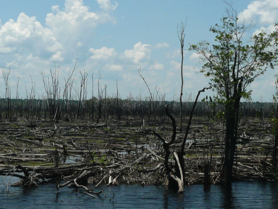Incêndios florestais têm promovido a expansão das savanas no coração da Amazônia, indica estudo
