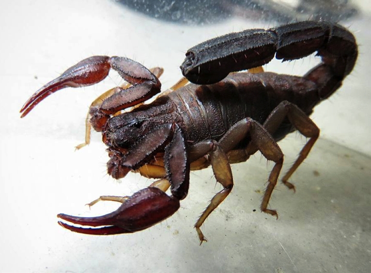 Moléculas com potencial para combater a doença de Chagas mimetizam toxina do veneno de escorpião