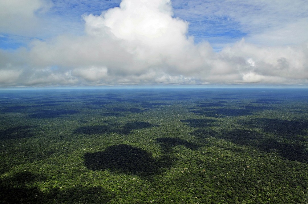 Preservação da Amazônia requer pesquisa, transparência de dados e nova economia baseada na biodiversidade