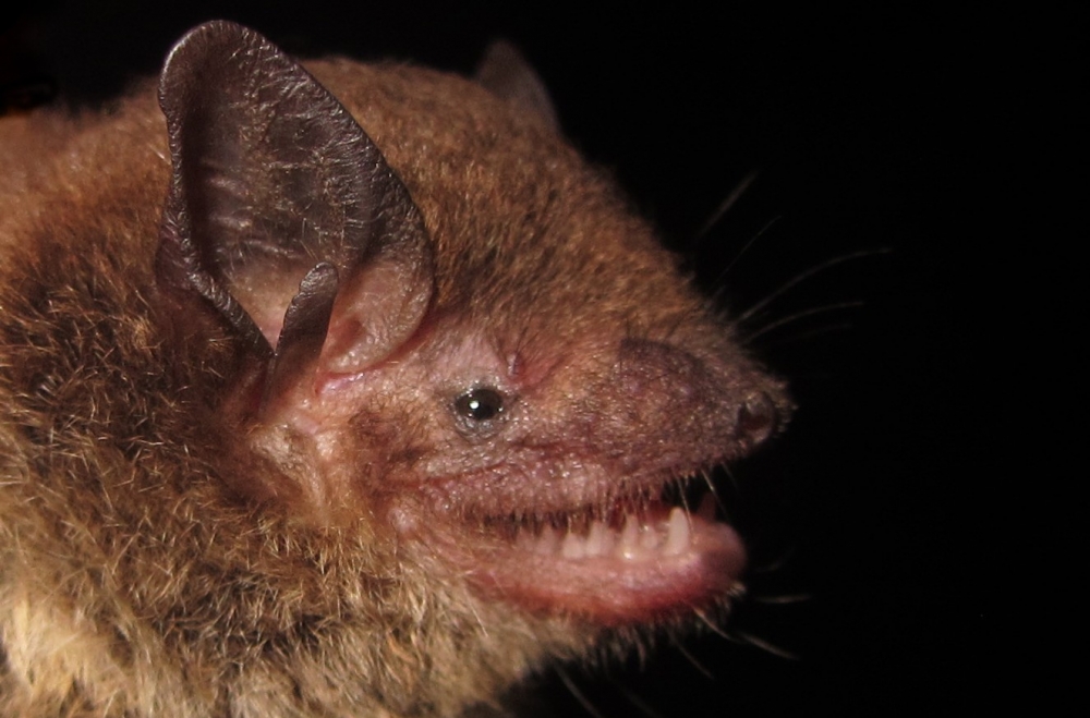 Entre morcegos, capacidade de ter gêmeos está associada a menor longevidade