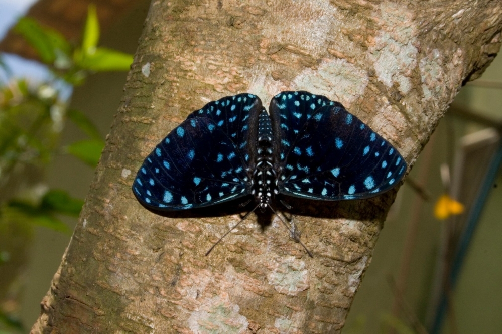 Mapping of butterfly species distribution in Atlantic Rainforest areas identifies conservation priorities