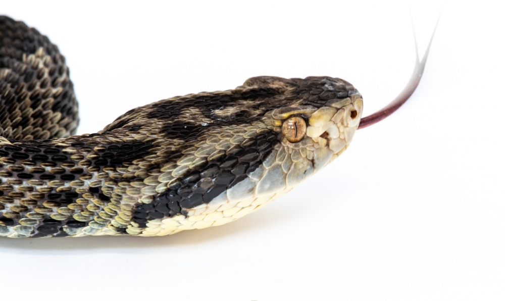Primeiro sequenciamento genético de serpente brasileira é concluído