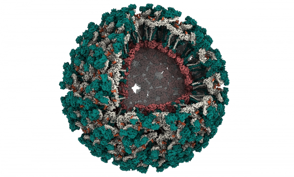 Estudo elucida a estrutura completa do vírus Mayaro 