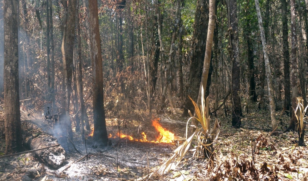 Incêndio em área úmida da Amazônia provoca perda de 27% das árvores em até três anos, aponta estudo