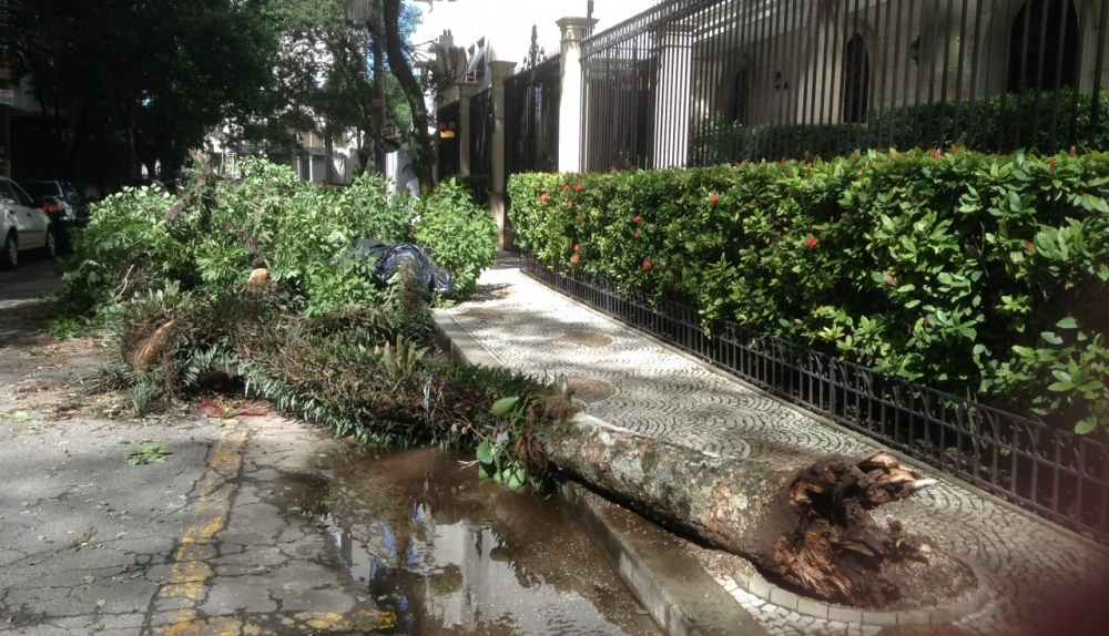 Queda de árvores durante a seca na cidade de São Paulo está ligada a manejo inadequado, sugere estudo