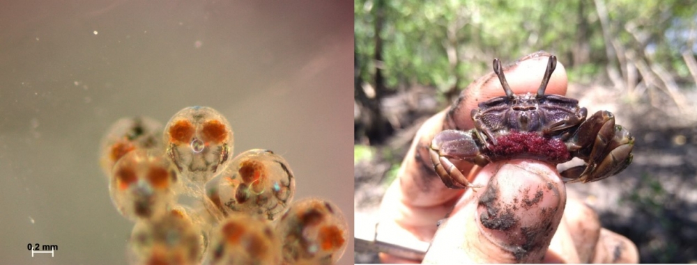 Experimento com caranguejos simula possíveis impactos das mudanças climáticas