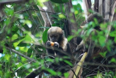 Caça afeta o comportamento de macacos-prego-do-peito-amarelo em reserva biológica na Bahia