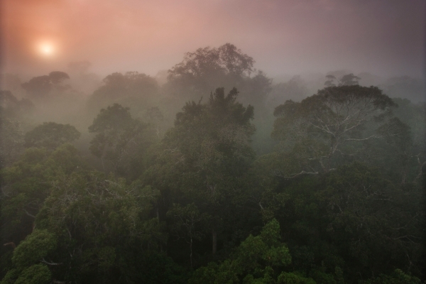 Impact of rising levels of CO2 in the Amazon could outdo that of deforestation in reducing rainfall
