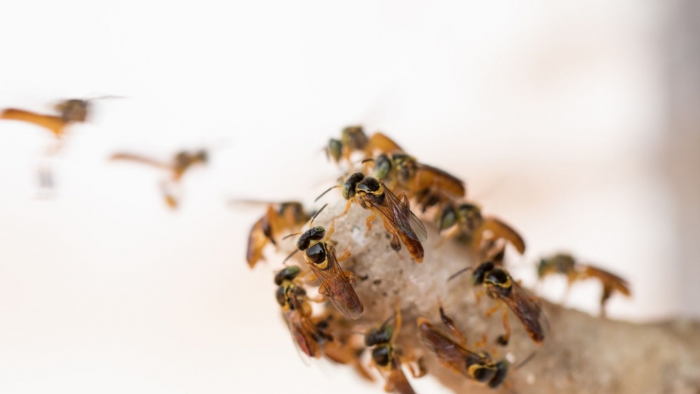 Técnica menos agressiva ao meio ambiente detecta agrotóxicos em abelhas e no pólen