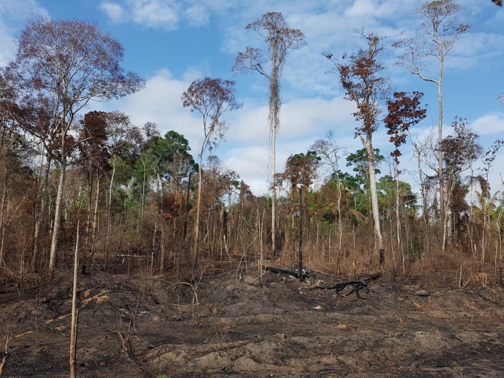 Seca e fogo amplificam morte de árvores e emissões de CO2  na Amazônia