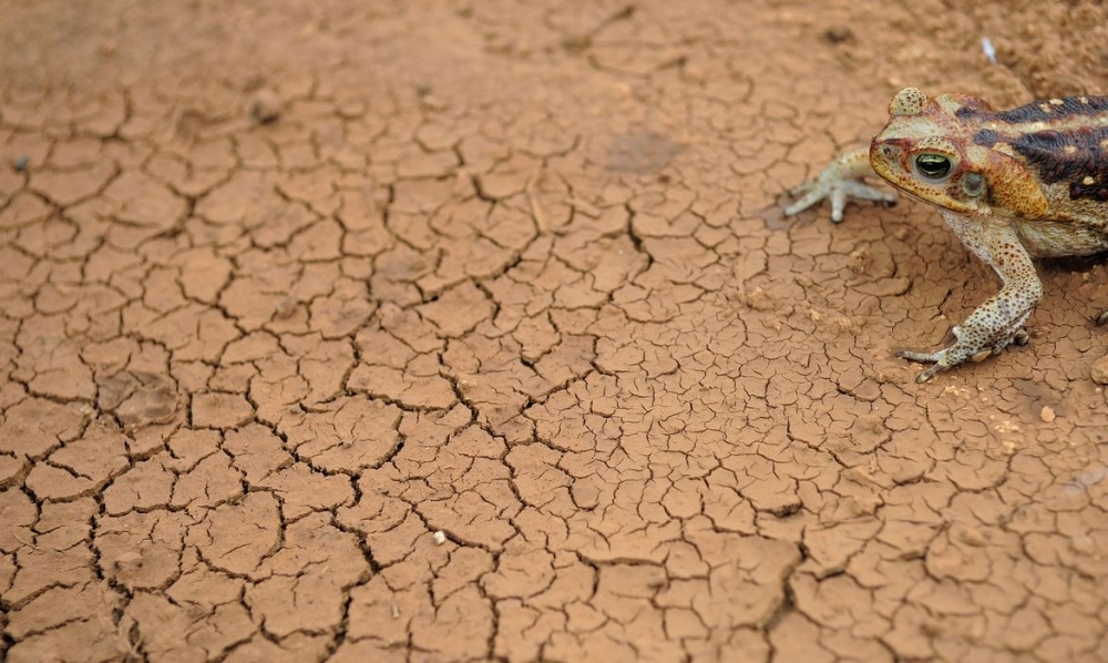 Droughts may increase in South America by the end of the century, study suggests