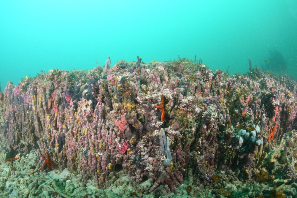 Crescimento do recife de coral ao sul do Atlântico foi controlado por mudanças nos últimos 5 mil anos