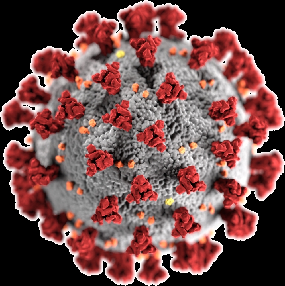 Vaccinated people can be infected by and transmit the coronavirus Alpha variant 