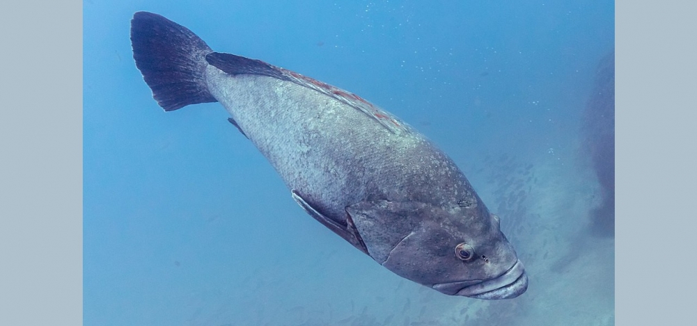 Estudo revela declínio na captura de peixes predadores em Arraial do Cabo