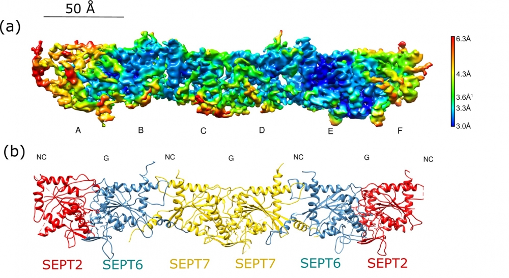 Cientistas desvendam estrutura de proteínas essenciais para a divisão celular
