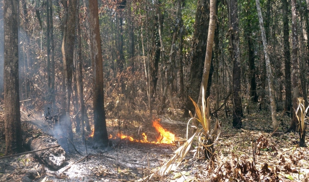 Fire in wet area of the Amazon destroys 27% of trees in up to three years, study finds