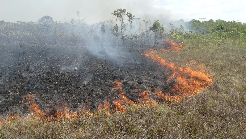 Scientists use radar data to measure the impact of forest fires in the Amazon