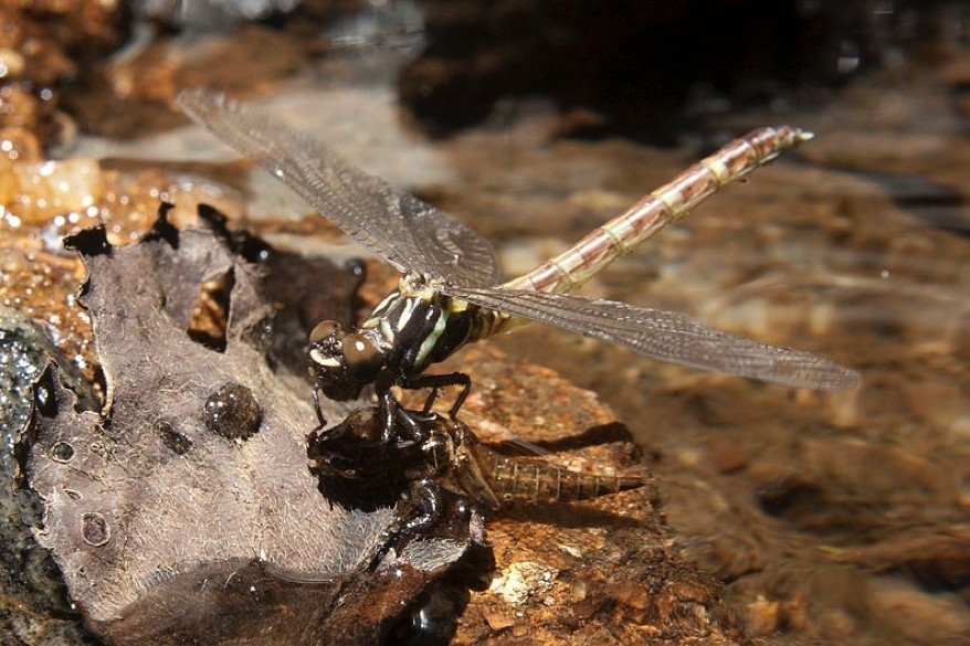 Study reveals drastic decline of aquatic insect population in Paraná River basin